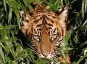 tigres tout pres l’extinction asie sud-est