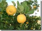 Confiture citrons Beldi Bergamotte