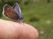 Papillon bleu (Hermann Hesse)