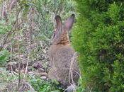 L’autre matin lapin