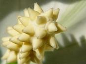 Spathiphyllum