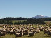 Kiwi flyfishing peche,tourisme internet l’exemple neo-zelandais suivre