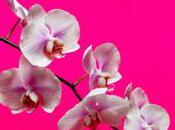 Soin spécial orchidée