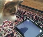Rendez votre chien heureux, achetez d'iPad