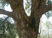 L’arbre bouchons