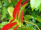 Plantes vertes rouges)