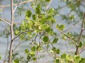 Alnus glutinosa