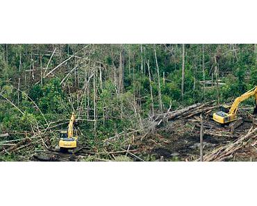 Nestlé, Cargill : la pression monte sur Sinar Mas, le géant de l’huile de palme… et de la déforestation