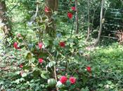 Camellia 'Coquetti'