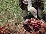 Grece sarko sert cadavre encore chaud