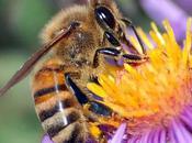 abeilles feront leur miel ville