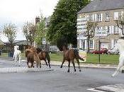 chevaux divagation dans centre-ville d'Avranches