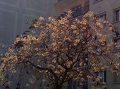 Trois arbres leur printemps