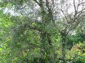 Y-a-t-il spécialiste arbres dans l'avion