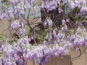 Glycine