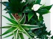 tableau végétal dépolluant