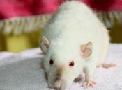 Rats: tumeur