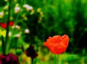 gentil coquelicot mesdames…