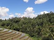 L’Indonésie institue moratoire déforestations