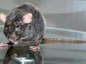 Rats: maladies psychosomatiques
