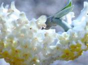 Edgeworthia chrysantha