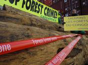 L’Europe prend enfin décision bannir bois illégal