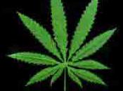Cannabis usage thérapeutique, pieds dans plat