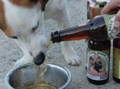 Kwispelbier bière pour chien