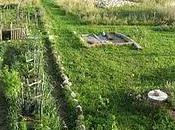 L'herbe, arbres, haies, potager... plantes...