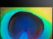 Samsung enverra écrans pour iPad juillet