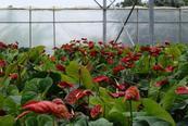 anthuriums malades