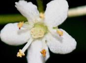 étonnantes fleurs 'Monstrosa'