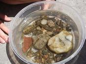 petits poissons nagent aussi bien gros