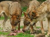 Lefebvre, loup pour l’homme…