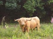 Coco débroussailleur quatre copains.