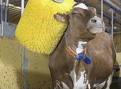brossage automatique pour vaches, parcequ'elles valent bien!