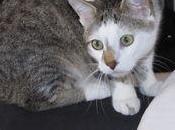 News animaux épisode