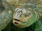 L'IMAGE JOUR: Tortue verte