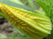 Beignets fleurs courgettes