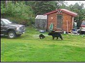 Maman ours sauve bébé ourson d'un filet pêche video