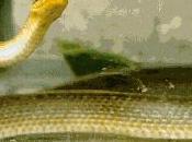 moins vipères couleuvres...