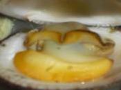 AMANDES MARINIERE Nouschka