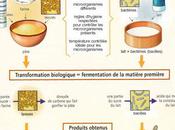 fermentation transformation...