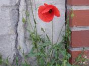 Moi, fais coquelicot (Christian Bobin)