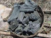 Marchés charbon bois vend bien