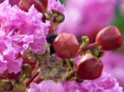 fleurs lagerstroemia