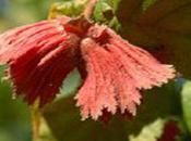 Corylus avllana 'Rode Zellernoot'
