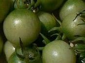 Tomates cerises vertes vinaigre