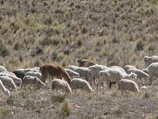 Altiplano, vallée Colca Chivay