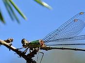 "demoiselle" prenant soleil...